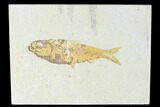 Fossil Fish (Knightia) - Wyoming #150344-1